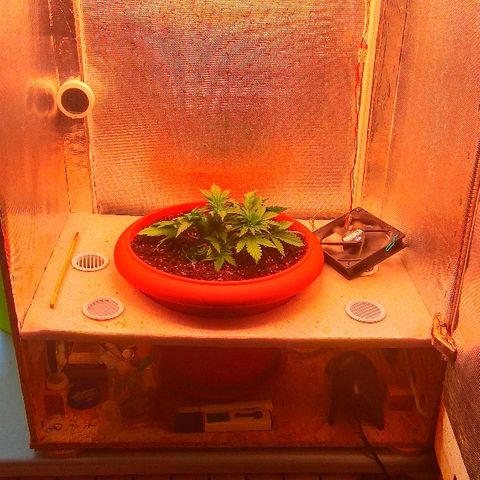 Auto Northern Lights growlog timeline photo
