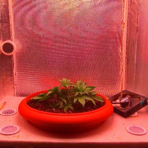 Auto Northern Lights growlog timeline photo