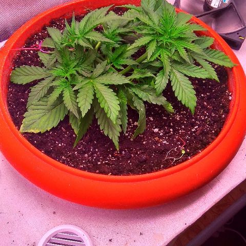 Auto Northern Lights growlog timeline photo