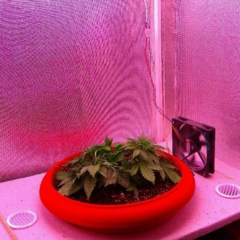 Auto Northern Lights growlog timeline photo