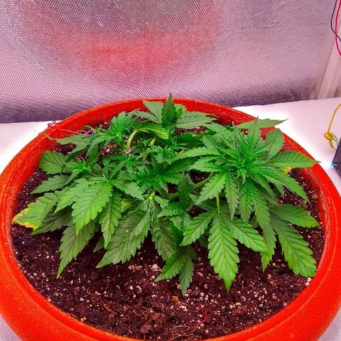Auto Northern Lights growlog timeline photo