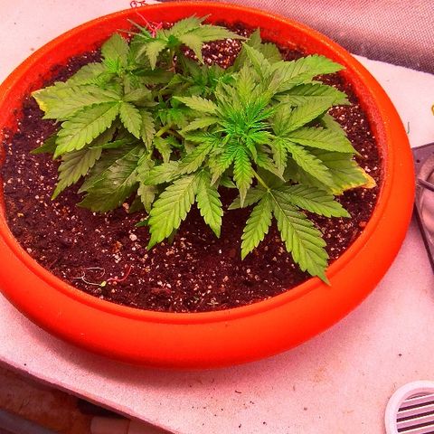 Auto Northern Lights growlog timeline photo