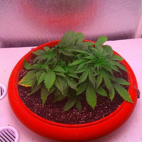 Auto Northern Lights growlog timeline photo