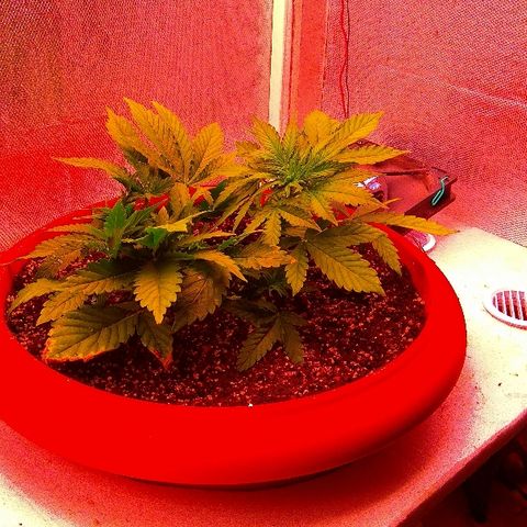 Auto Northern Lights growlog timeline photo