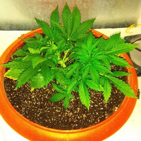 Auto Northern Lights growlog timeline photo