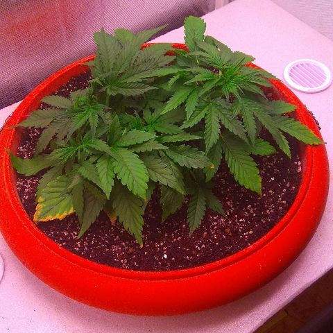 Auto Northern Lights growlog timeline photo