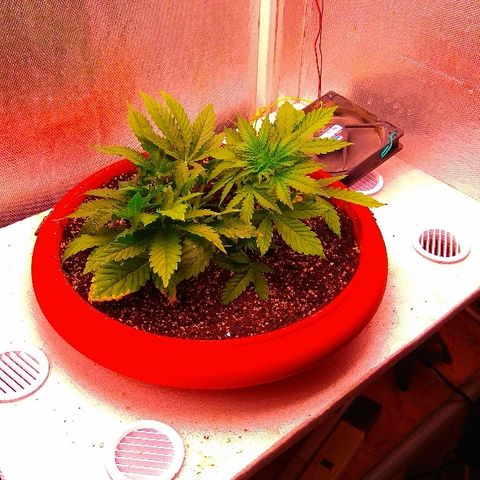 Auto Northern Lights growlog timeline photo