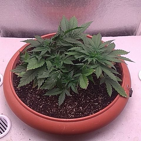 Auto Northern Lights growlog timeline photo