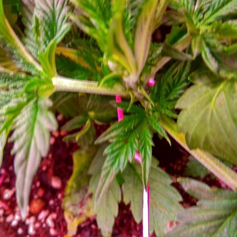 Auto Northern Lights growlog timeline photo