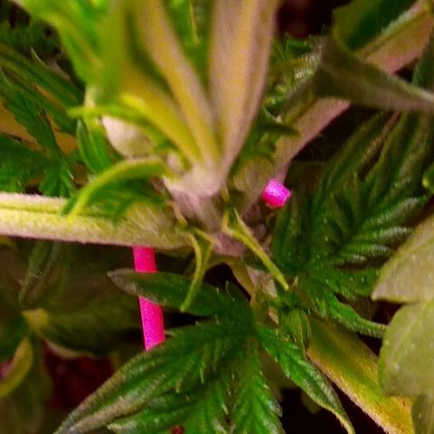 Auto Northern Lights growlog timeline photo