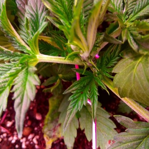 Auto Northern Lights growlog timeline photo