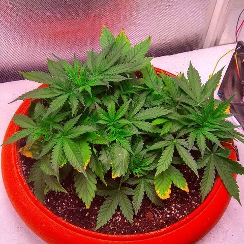 Auto Northern Lights growlog timeline photo