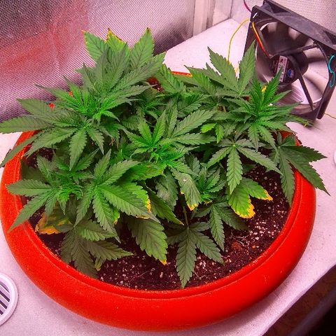Auto Northern Lights growlog timeline photo