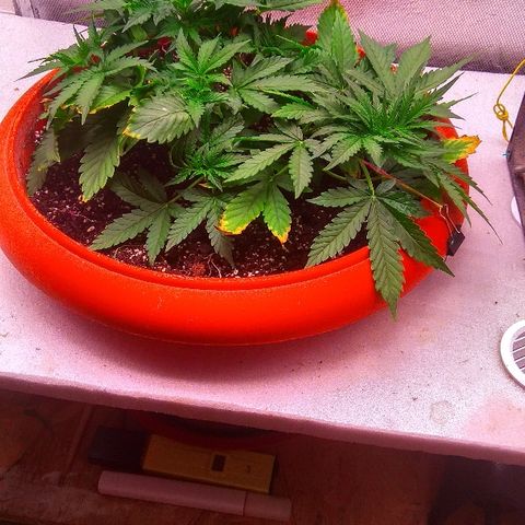 Auto Northern Lights growlog timeline photo