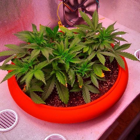 Auto Northern Lights growlog timeline photo