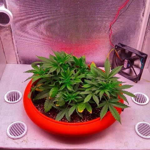 Auto Northern Lights growlog timeline photo