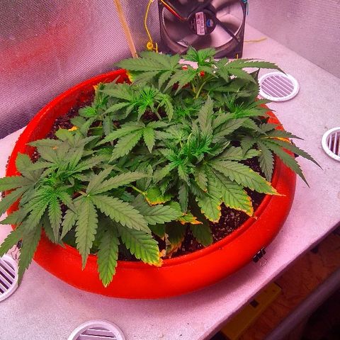 Auto Northern Lights growlog timeline photo