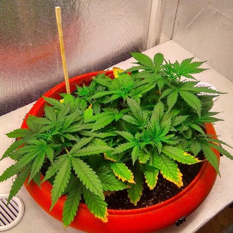 Auto Northern Lights growlog timeline photo