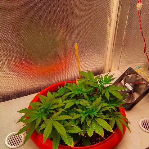 Auto Northern Lights growlog timeline photo