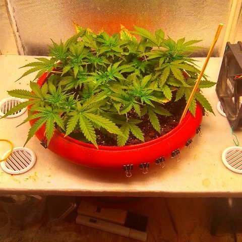 Auto Northern Lights growlog timeline photo