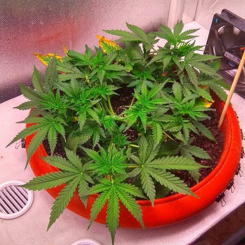 Auto Northern Lights growlog timeline photo