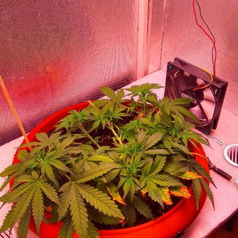 Auto Northern Lights growlog timeline photo