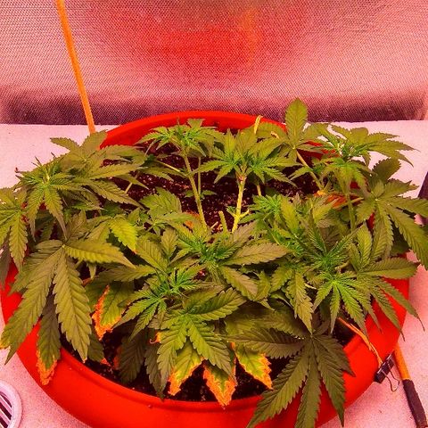 Auto Northern Lights growlog timeline photo