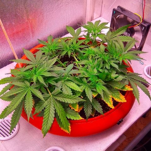 Auto Northern Lights growlog timeline photo