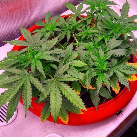 Auto Northern Lights growlog timeline photo