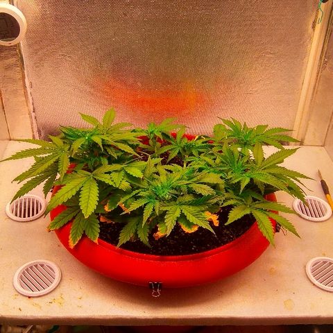 Auto Northern Lights growlog timeline photo