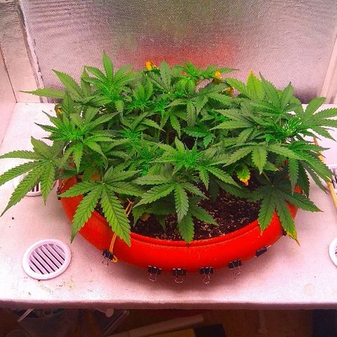 Auto Northern Lights growlog timeline photo