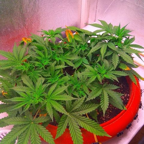 Auto Northern Lights growlog timeline photo