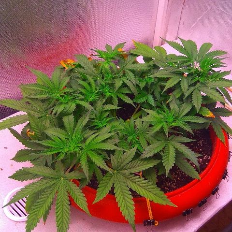 Auto Northern Lights growlog timeline photo