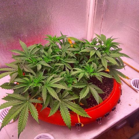 Auto Northern Lights growlog timeline photo