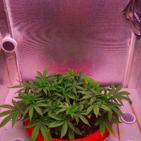 Auto Northern Lights growlog timeline photo