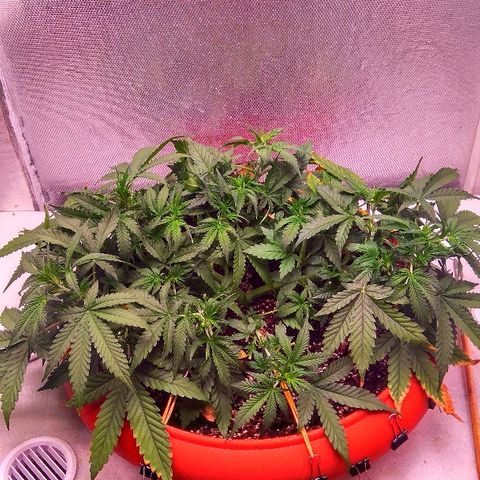 Auto Northern Lights growlog timeline photo