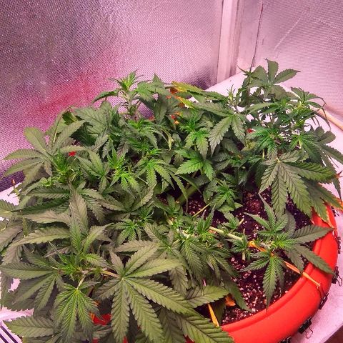 Auto Northern Lights growlog timeline photo