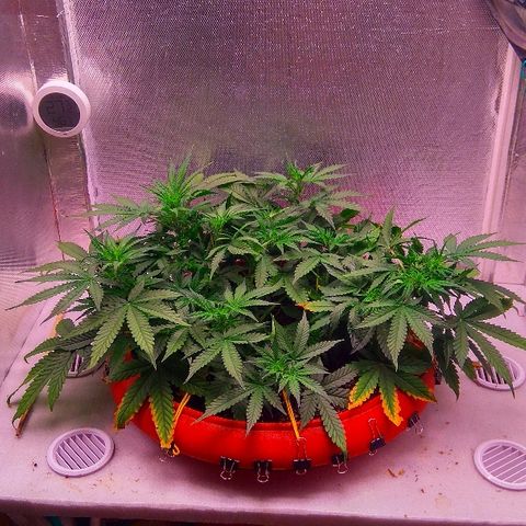 Auto Northern Lights growlog timeline photo