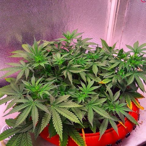 Auto Northern Lights growlog timeline photo