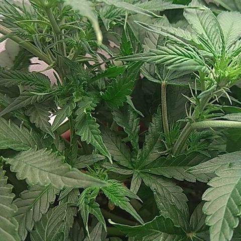 Auto Northern Lights growlog timeline photo