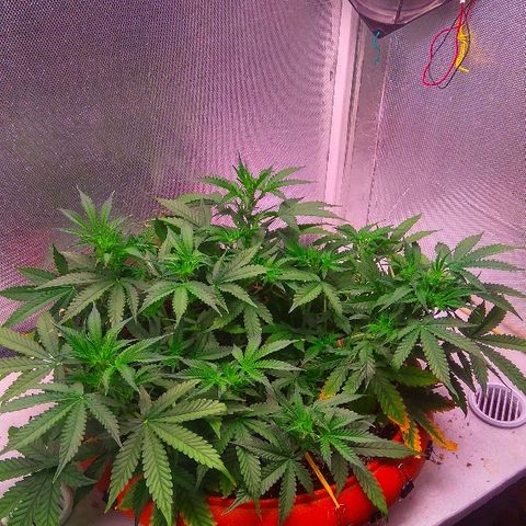 Auto Northern Lights growlog timeline photo