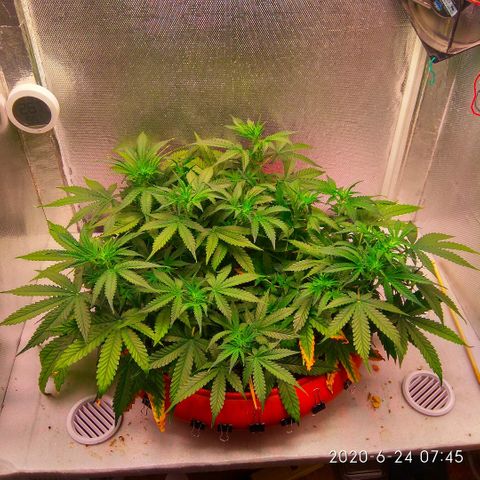 Auto Northern Lights growlog timeline photo