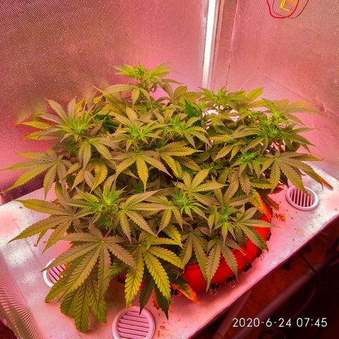 Auto Northern Lights growlog timeline photo