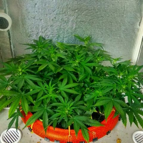 Auto Northern Lights growlog timeline photo
