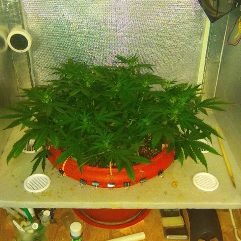 Auto Northern Lights growlog timeline photo