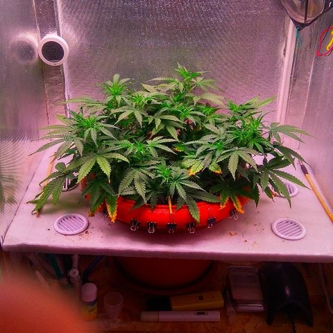 Auto Northern Lights growlog timeline photo