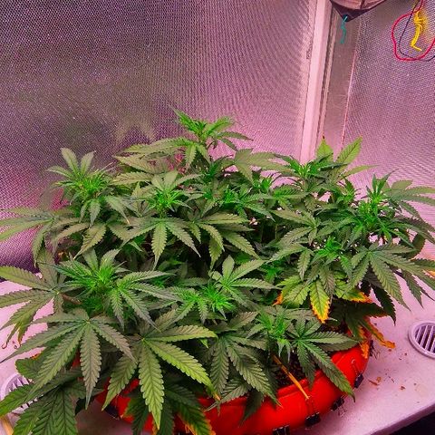 Auto Northern Lights growlog timeline photo