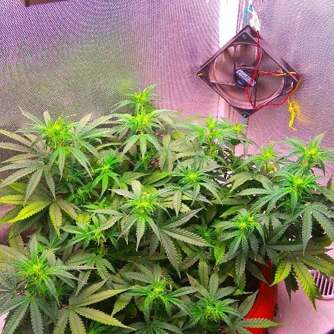 Auto Northern Lights growlog timeline photo