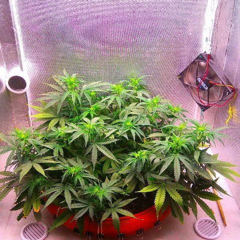 Auto Northern Lights growlog timeline photo