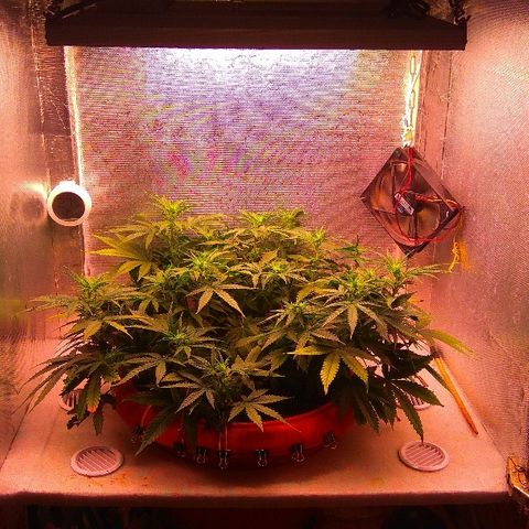 Auto Northern Lights growlog timeline photo